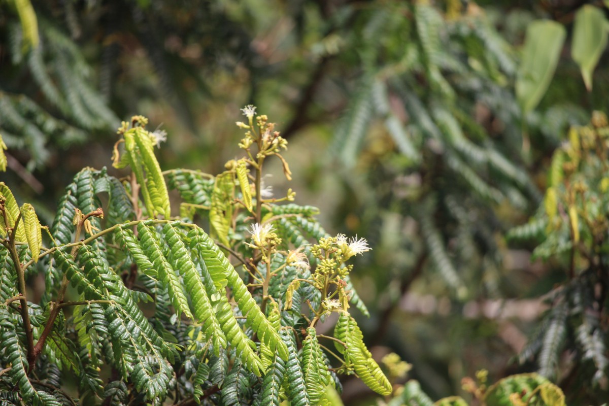 Archidendron clypearia subsp. subcoriaceum (Thwaites) I.C.Nielsen